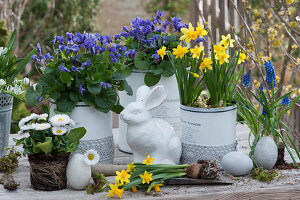 Duftveilchen und Narzissen 'Tete a Tete' in Blechdosen mit Spitzenband, Tausendschön ohne Topf, Ostereier und Osterhase