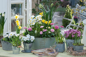 Thousands of beauty, daffodils, primroses and grape hyacinths in tin bowls, moss saxifrage, horned violets in zinc cups