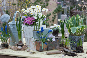 Pot with primroses, milk star, moss saxifrage and horned violets, grape hyacinths in a wooden drawer and wire basket, budding daffodils and tulip 'Toplips'