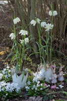 Osterdeko mit weißen Schachbrettblumen in Kronentöpfen und Osterhasen zwischen Milchstern im Garten