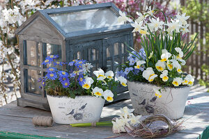 Pots with daffodil 'Toto', horned violet and ray anemone, small daffodils bouquet