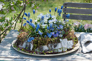 Grape hyacinths, horned violets and ray emones in a moss wreath, birch bark and grass, willow branches
