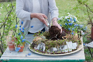 Woman fills earth in a moss wreath, birch bark and grass, willow branches lying around, pots with grape hyacinths and horned violets