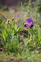 Gelbliche Schwertlilie (Iris lutescens) im Garten