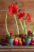 Rote Amaryllis in Übertöpfen auf einer Bank vor rustikaler Holzwand