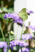 Zitronenfalter auf Skabiosenblüte