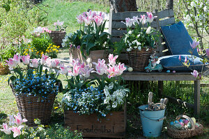 Tulips 'Holland Chic', forget-me-nots 'Myomark', rock cress and horned violets in boxes and baskets on a tree bench in the garden, basket with Easter eggs as an Easter basket, Easter bunny, pillows