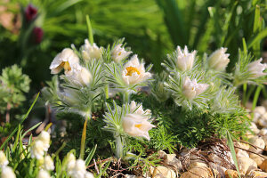 Weißblühende Küchenschelle 'Alba'