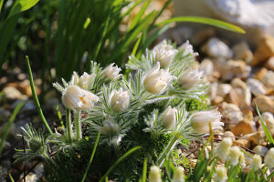 White pasque flower 'Alba'