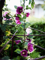 Flowering hibiscus in the garden