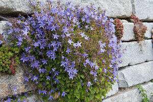 Polsterglockenblume in Trockenmauer