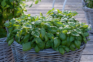 Basil 'Great Green Genovese' in a basket