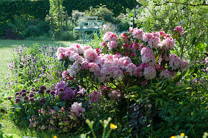 Frühsommerbeet mit Rhododendron 'Silberwolke', Zierlauch, Hornveilchen, Akelei und Funkie