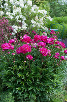Peony 'Dr. h.c. Steffen' in the bed with red-leaved weigela and lilac' Agnes Smith '