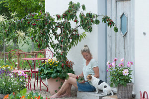 Frau mit frisch gepflückten Sauerkirschen neben Kirschbaum 'Maynard' unterpflanzt mit Zweizahn und Veilchen, Dahlie im Korb, Hund Zula