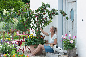 Sauerkirsche 'Maynard' im Kübel, unterpflanzt mit Zweizahn und Veilchen, Frau pflückt Kirschen, Hund Zula