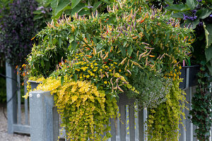 Box with chilli 'Masquerade', pennywort 'Goldilocks', Mexican creeping zinnia and lemon thyme on the steel fence
