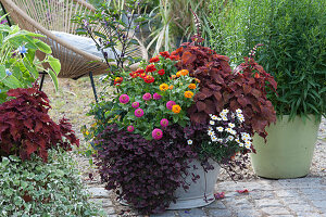 Zinkwanne bepflanzt mit Zinnien, Buntnessel 'Wicked Hot', roter Klee Angel Clover 'Beauty', Margerite und Chili