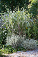 White stilted reed and honeygrass 'Albovariegatus'