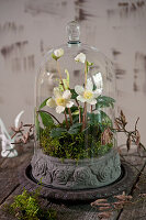 Christmas rose under a bell jar