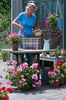 Plant a colorful wicker basket with geranium, woman fills in soil