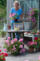 Bunten Flechtkorb mit Geranie bepflanzen, Frau pflanzt Geranie 'Flower Fairy Pink' ein