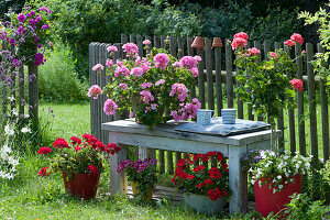 Stehende Geranie 'Rosita', 'Deep Red', 'Red White Bicolor', 'Caliente Fire' und 'Lorena' (Stämmchen) unterpflanzt mit Zauberglöckchen am Gartenzaun