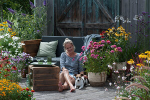 Insect-friendly terrace with Echinacea, verbena, garden cosmos, ornamental lily and summer lilac as an outdoor living room, woman caresses dog Zula