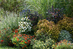 Late summer bed with colored nettle 'Pineapple Brandy', chilli 'Bolivian Rainbow', bidens 'Firewheel' 'Sweetie', mountain mint and conetto 'Coco' Echinacea