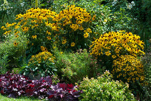 Yellow Rudbeckia 'Goldsturm' 'Little Goldstar', purple bells and Abelie
