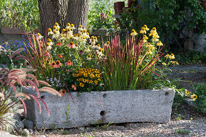Stone trough with yellow and red plants: Conetto 'Banana' 'Orange', Kismet 'Yellow' Echinacea, 'Little Goldstar' Rudbeckia and Japanese red grass 'Red Baron'