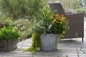 Basket planted with bidens 'Duo Sunshine', Lindheimer's beeblossom 'Karalee White', pennywort and chard