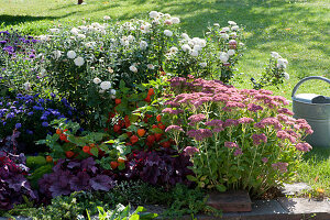 Autumn bed with autumn chrysanthemums 'Nebelrose', sedum plant 'Herbstfreude', Chinese lantern, aster 'Sapphire' and purple bells