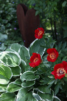 Red peony 'Balliol' and hostas