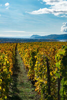 Hermitage vineyards in the Rhone Valley, France with the rhone and Ardeche hills in the background (autumn)
