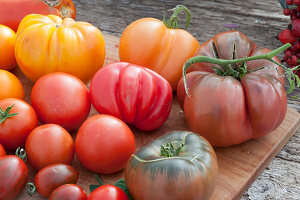 Tomatenvielfalt: Fleischtomate 'Tschernij Prinz', Ananastomate, 'Ochsenherz', rote runde Tomaten und gestreifte Cocktailtomaten