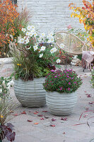 Autumn anemone 'Honorine Jobert', feather bristle grass and chrysanthemum 'Tiplo' in grey containers