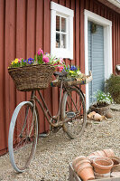 Altes Fahrrad mit Frühlingsblumen an der Hauswand