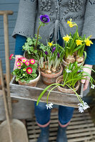 Frau hält Holzkasten mit Tausendschön, Narzissen, Kronen-Anemone, Krokus und Milchstern in Tontöpfen