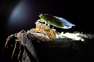 Insects on a branch, nighttime excursion on the Osa Peninsula, Costa Rica, Central America