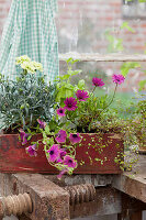 Pinks, petunias, cape daisies and wire vine planted in window box