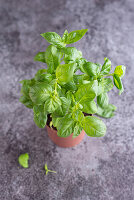 Fresh basil in a pot