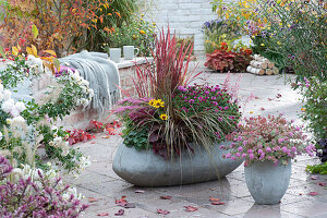 Autumn terrace with autumn chrysanthemum, Japanese Blood Grass 'Red Baron', sedge, coral bell, stonecrop, Heliopsis, and cyclamen in grey cement planters