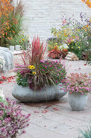 Autumn chrysanthemum, Japanese blood grass 'Red Baron', sedge, coral bell, stonecrop, Heliopsis, and cyclamen in grey cement planters