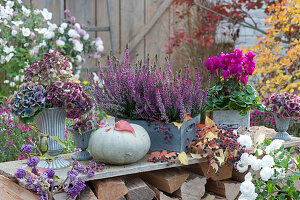 Holzkästen mit Knospenheide und Alpenveilchen, Sträuße aus verblühten Hortensienblüten, Speisekürbis, wilder Wein, Liebesperlenstrauch und weiße Chrysantheme