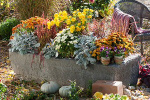 Stone trough with autumn planting: chrysanthemums, white-felted Greiskraut, Japanese red grass 'Red Baron' and spurge, horned violet 'Phantom' in pots, pumpkins and wicker armchairs