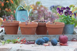 seedlings of Asian lettuce 'Agano', also called the wild rocket, in terracotta pots, horned violet sorbet 'Phantom', plums, and apples