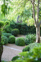 Boxwood balls in the garden with a gravel bed