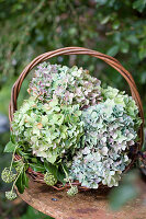 Hydrangeas in green and purple in a basket in the garden