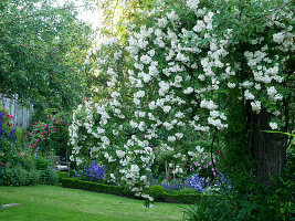 Rambling rose 'Lykkefund' in rustic rose garden